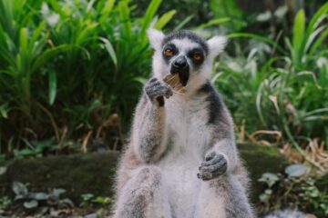 gray and white lemur eating dried leaf