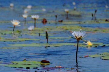Natural Selection’s wellness in the Okavango Delta