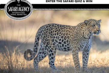 Win big prizes on this Safari Agency quiz