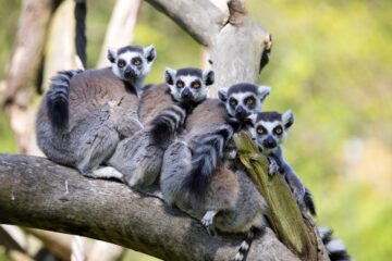 World Expeditions’ Madagascar adventures