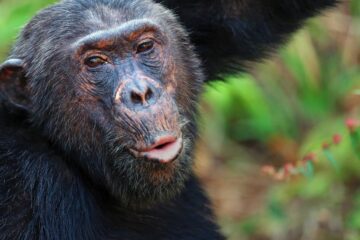 G Adventures expands ‘Jane Goodall Collection’