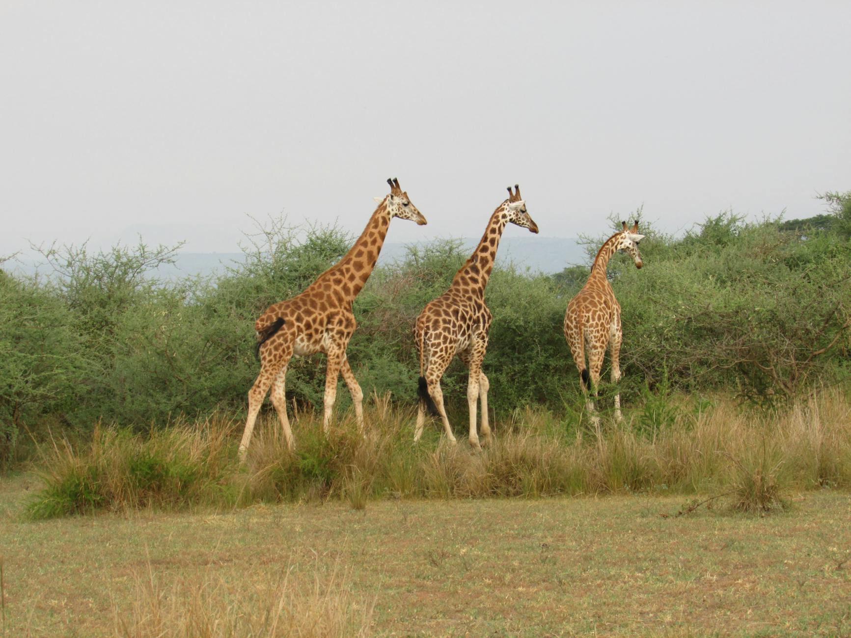 brown and black giraffe on brown grass field