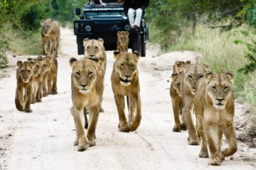 African Wildlife Safaris celebrates 40 years