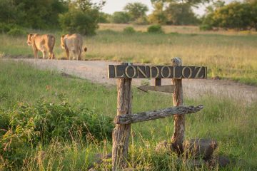 Londolozi: A Legacy of Conservation and Luxury